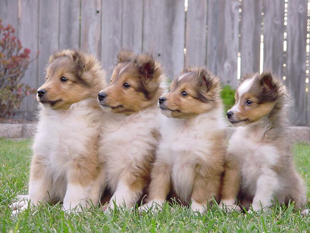 Spice / Gable Puppies